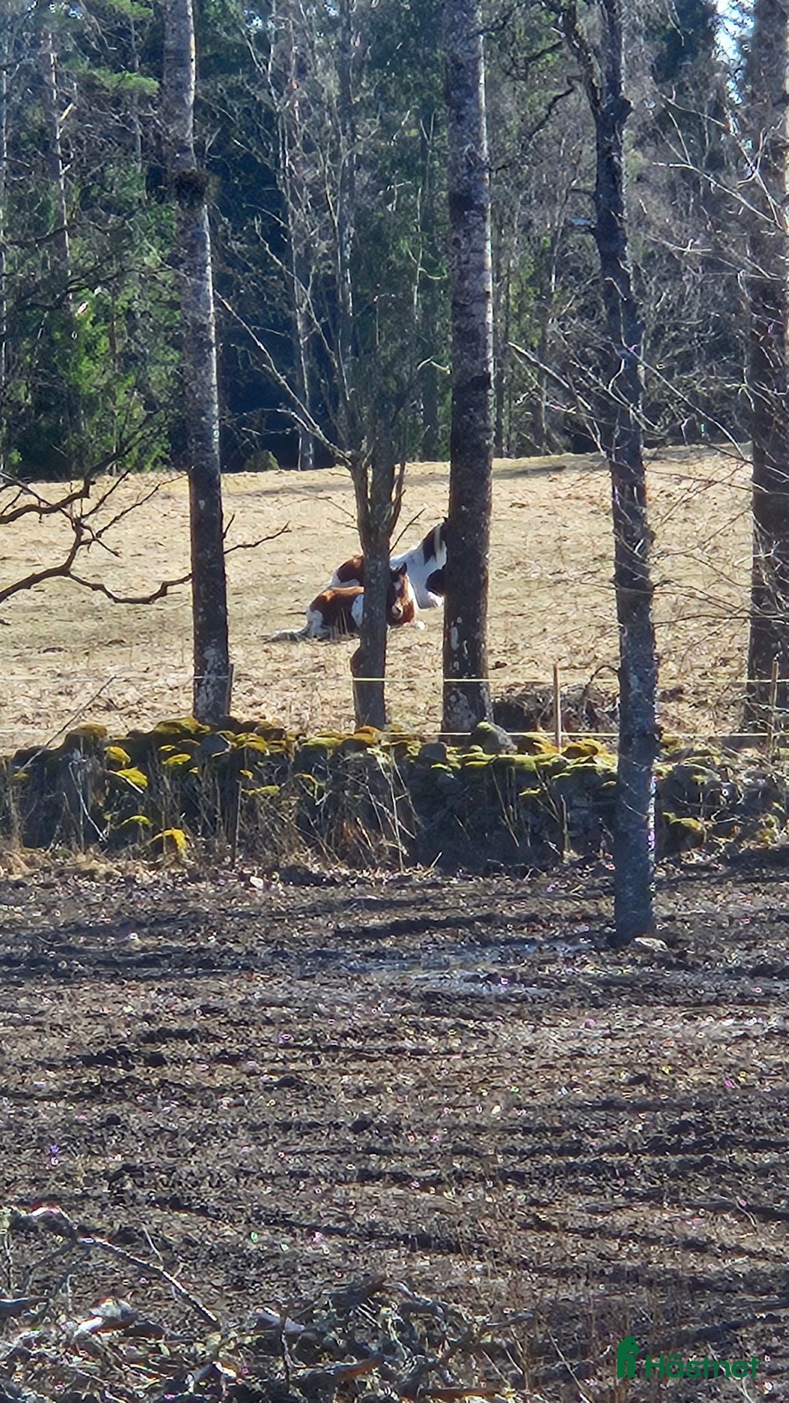  foderhäst Valack sökes - Annons 6
