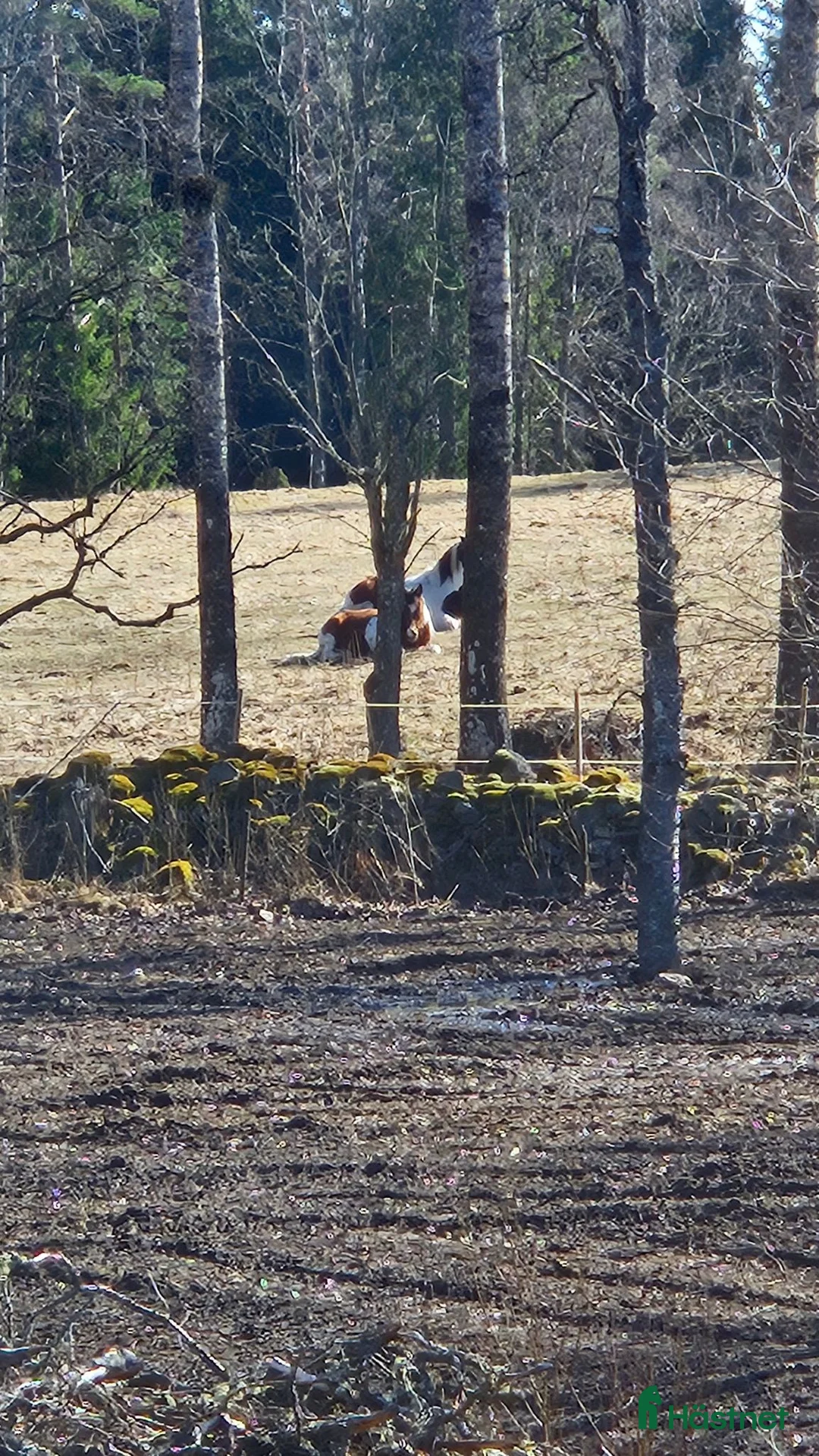  foderhäst sökes: Valack sökes i Mullsjö - Annons 1