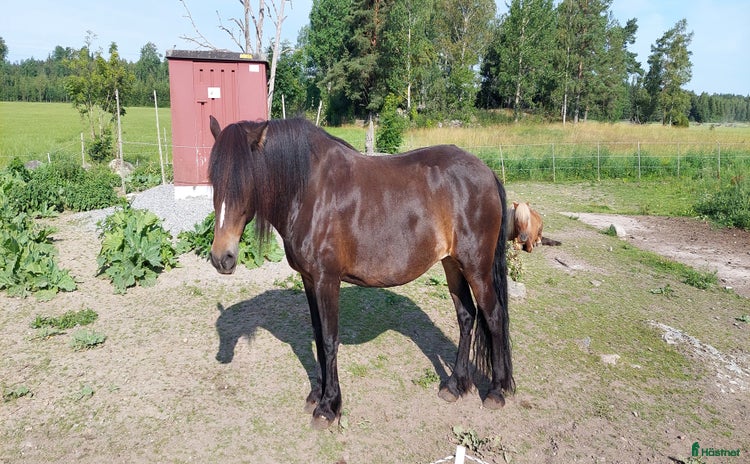  hästar i Ransta - Annons 4