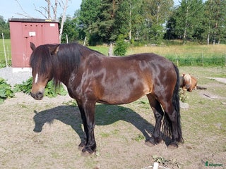 hästar Skogsmulle med potential i Ransta - Annons 14