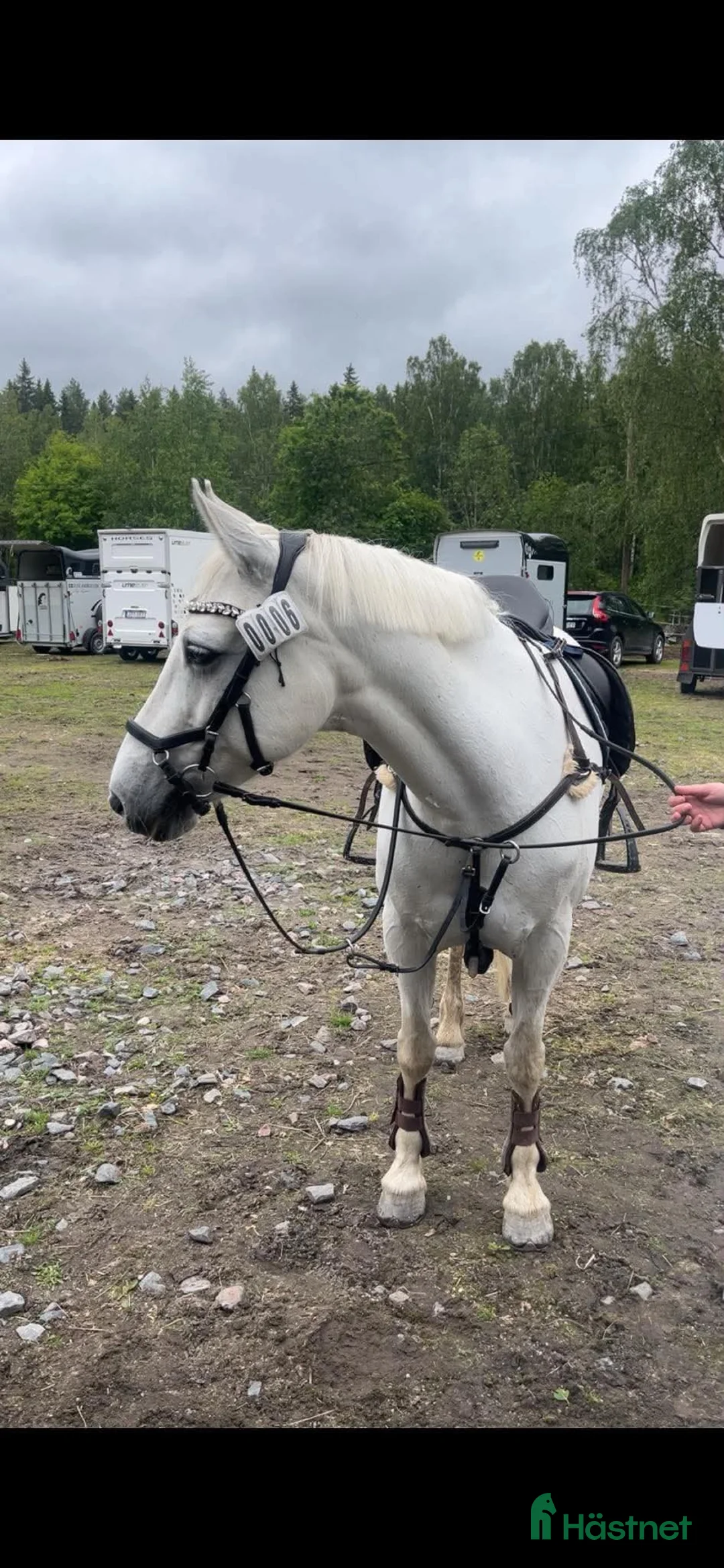 Allround hästar till salu: Allroundponny - Annons 1