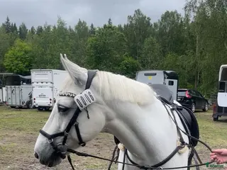 hästar Allroundponny - Annons 8