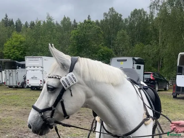 hästar till salu: Familjeponny - Annons 4