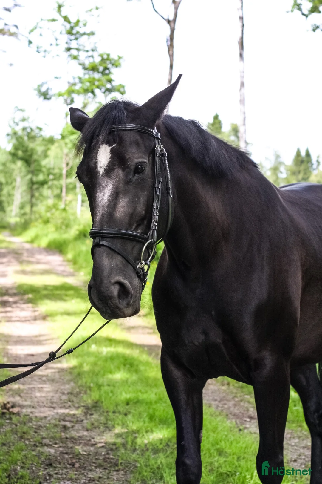 Allround hästar till salu: Bästa vän/Ridgymnasium/Mor-dotterhäst - Annons 2