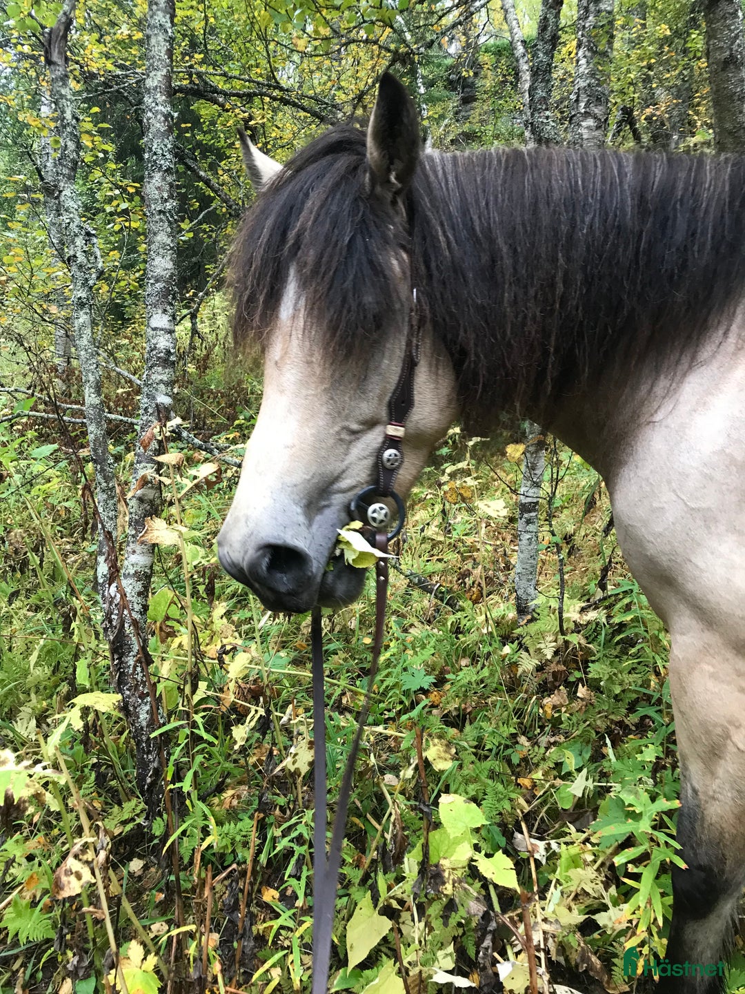 Allround hästar till salu: Qlara i Malgomaj - Annons 3