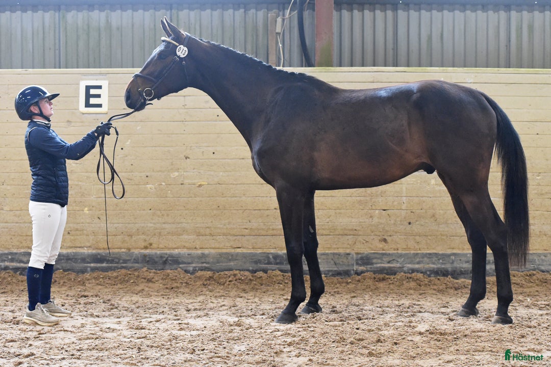  hästservice finnes: Inridning, tillridning och försäljning  i Klågerup - Annons 1