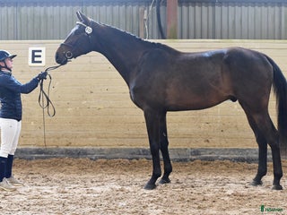 hästservice Inridning, tillridning och försäljning i Klågerup - Annons 13