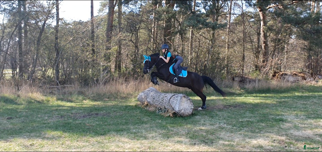 Hoppning hästar till salu: Bästa ponnyn söker ny kärleksfull familj  i Malmö - Annons 18