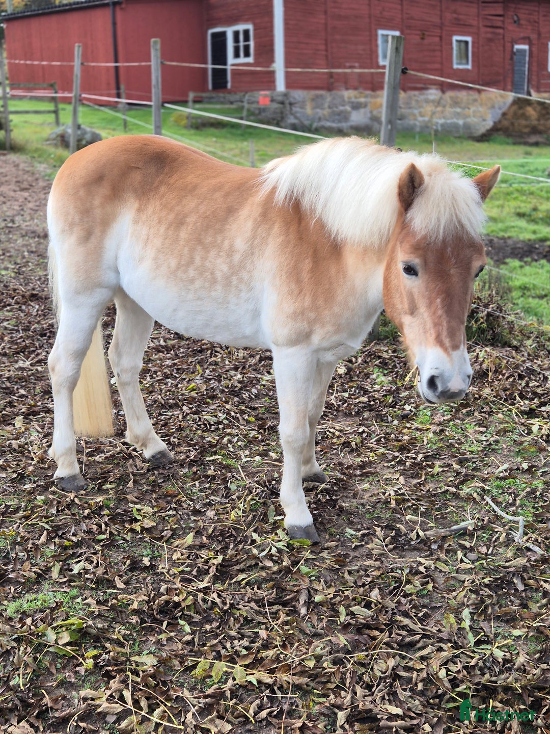 Allround hästar till salu: Guldponny söker ny liten ryttare i Kisa - Annons 1