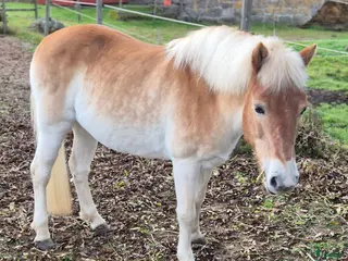 hästar Guldponny söker ny liten ryttare i Kisa - Annons 16