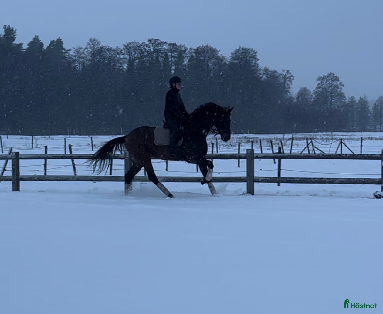  hästar Blivande tävlingshäst  - Annons 4