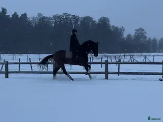 hästar Blivande tävlingshäst - Annons 4