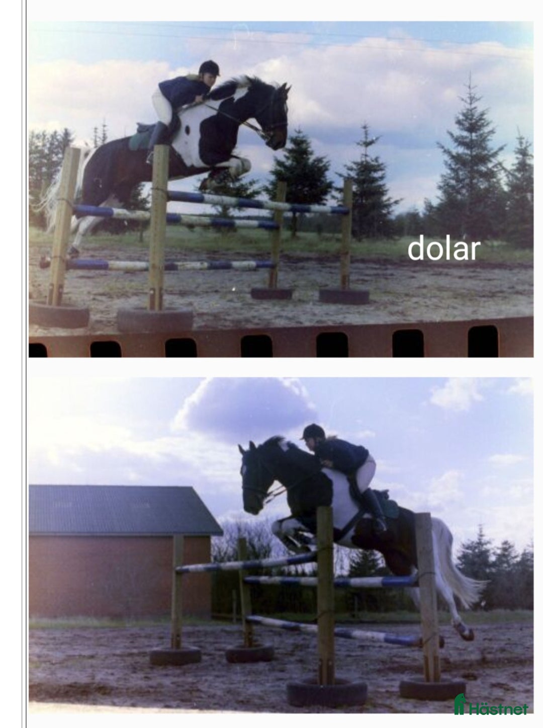 Allround hästar till salu: Vackert Sto i Vimmerby - Annons 16