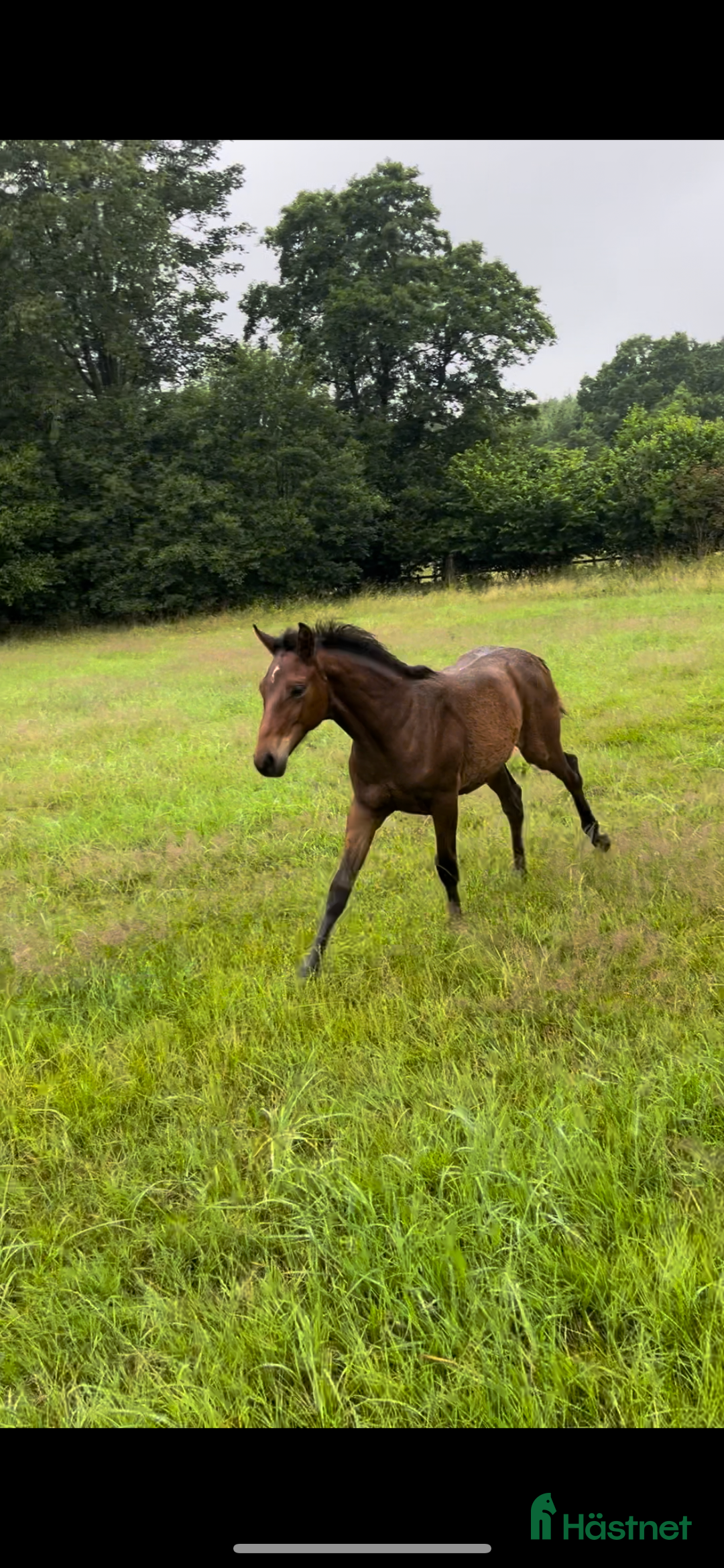Allround hästar till salu: Vackert sto!! i Löberöd - Annons 5