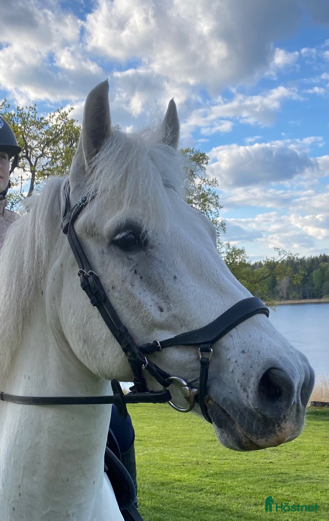  hästar Vacker Connemara med stor personlighet - Annons 1