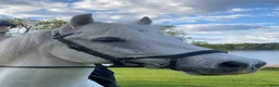 Allround hästar till salu: Vacker Connemara med stor personlighet - Annons 1