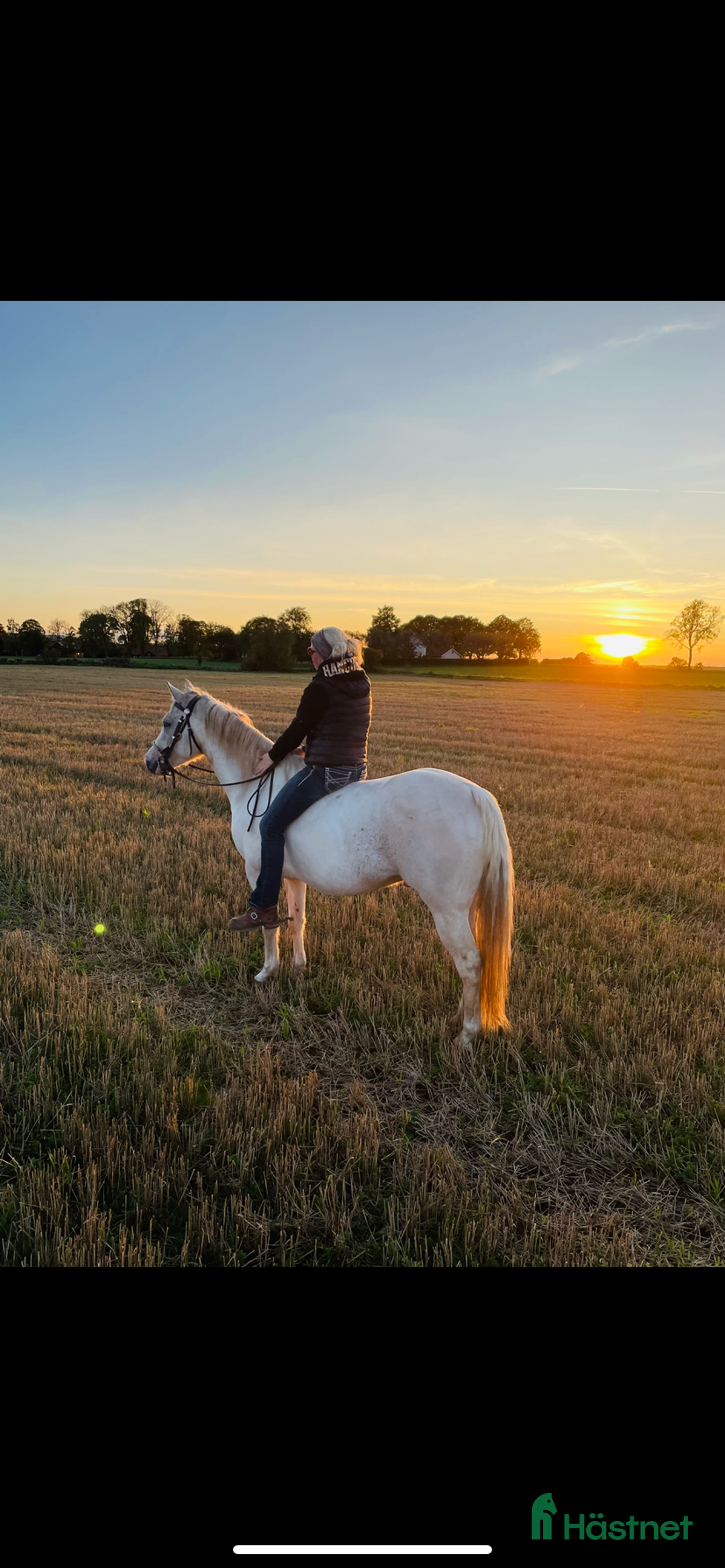 Western hästar till salu: Lovande tävlingshäst, nybesiktigad ua 18/10 i Broddetorp - Annons 4