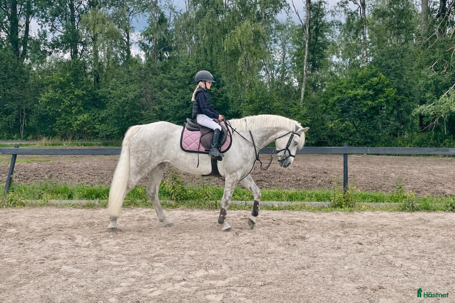  hästar Snäll maxad D-ponny med kapacitet 🦄 - Annons 5