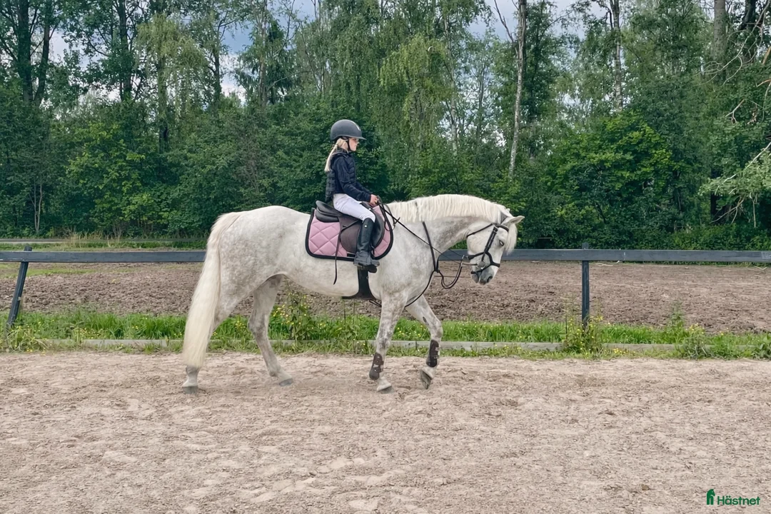 Hoppning hästar till salu: Snäll maxad D-ponny med kapacitet 🦄 - Annons 1