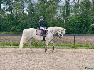 hästar Snäll maxad D-ponny med kapacitet 🦄 - Annons 5