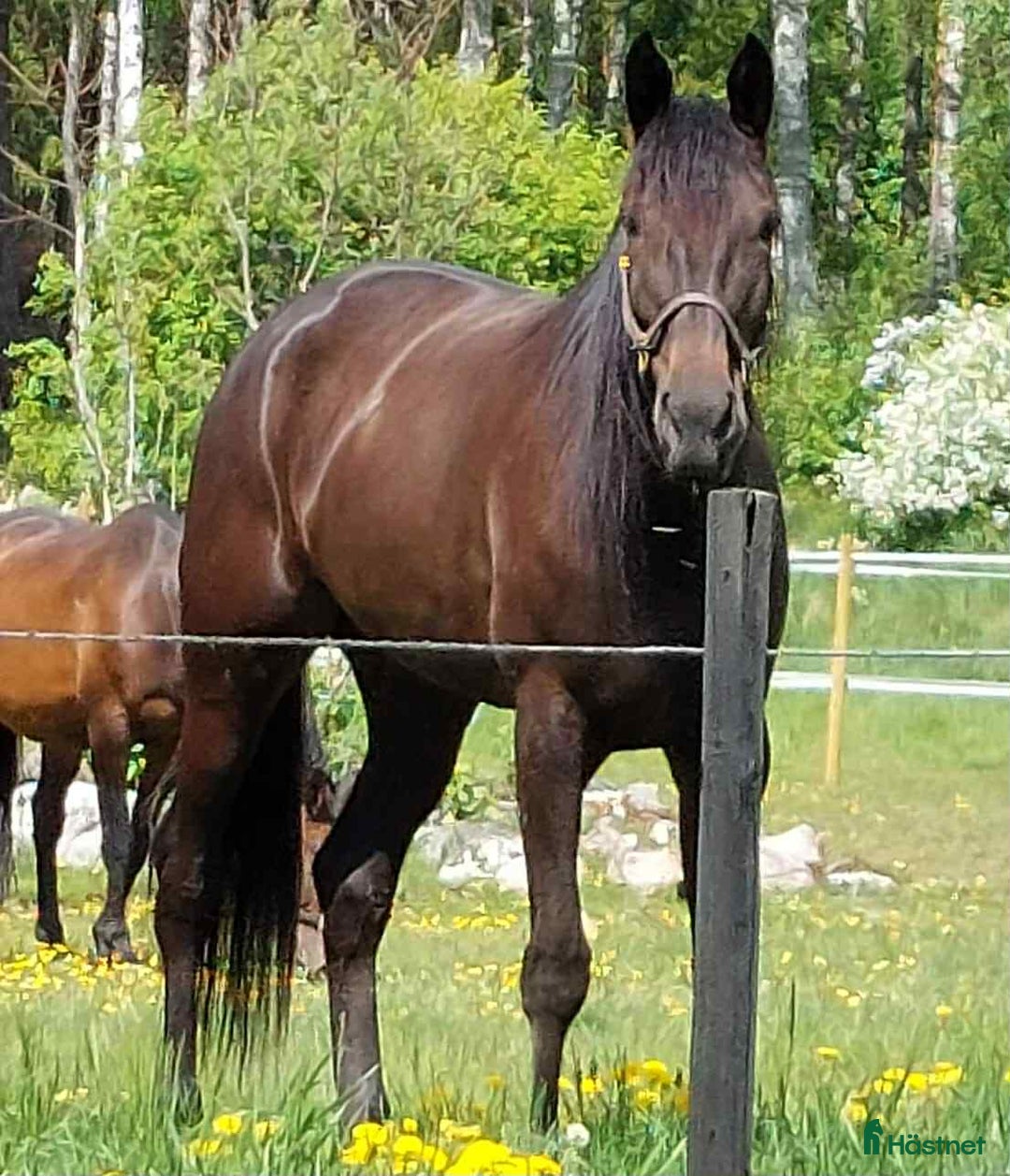 Avelshästar hästar till salu: Avelssto e.Googoo Gaagaa i Valbo - Annons 4