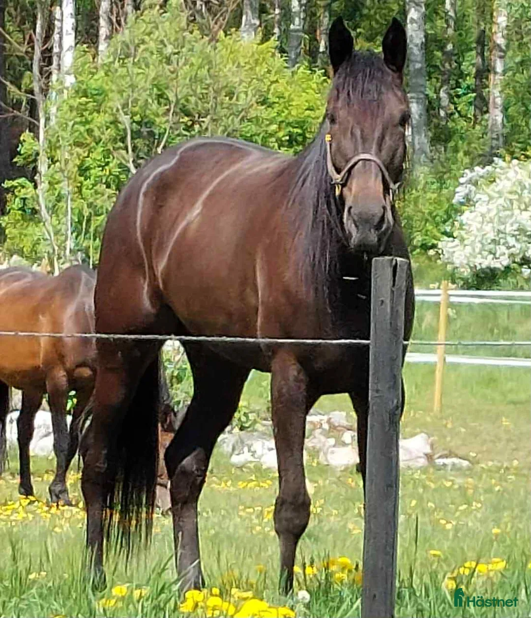 Avelshästar hästar till salu: Avelssto e.Googoo Gaagaa i Valbo - Annons 4