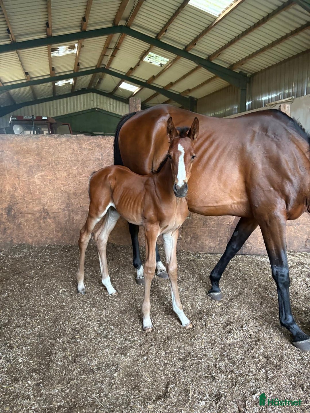 Hoppning hästar till salu: Daisy Jones - Söt och välstammad i Vadstena - Annons 2