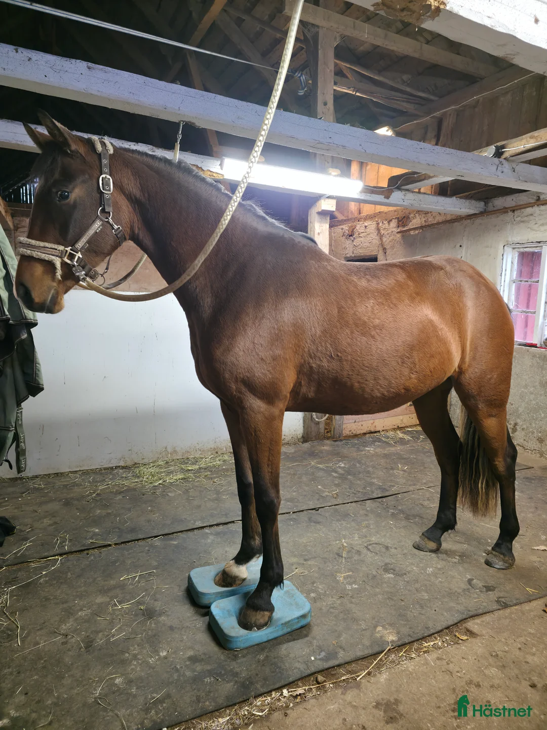 Hoppning hästar till salu: Framtida tävlingshäst ur stark stostam! i Floby - Annons 2