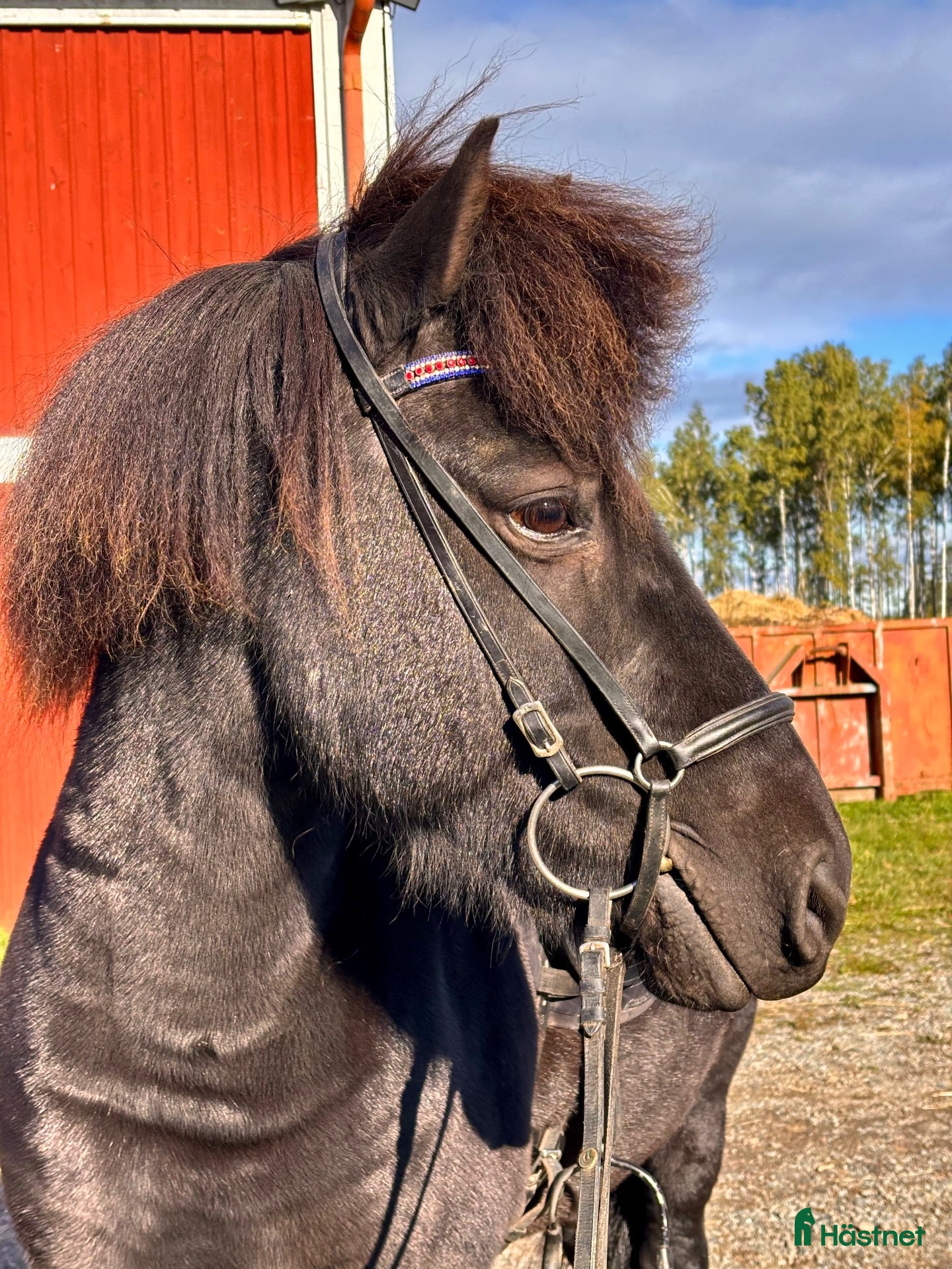  hästar ✨Trevlig valack – trygg och med fina gångarter ✨ - Annons 4