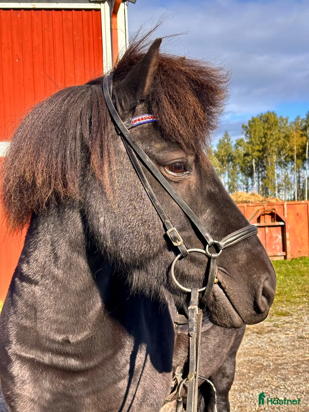Island hästar till salu: ✨Trevlig valack – trygg och med fina gångarter ✨ - Annons 1