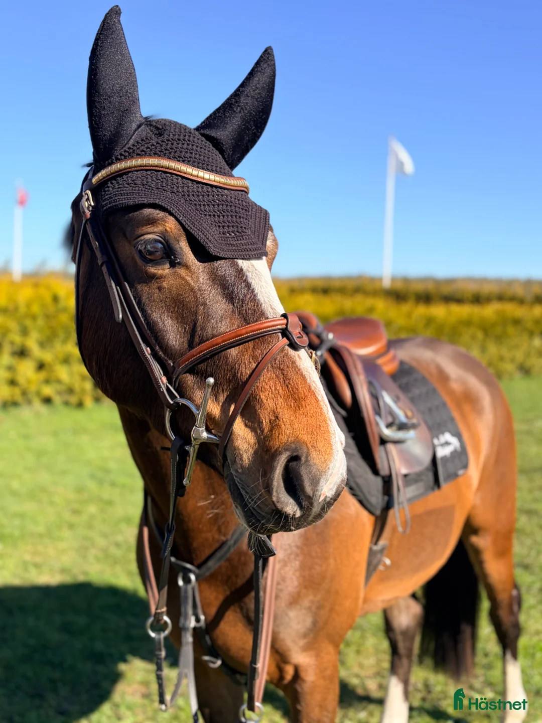 Hoppning hästar till salu: Trevlig 5årig med tilltalande stam!  - Annons 1