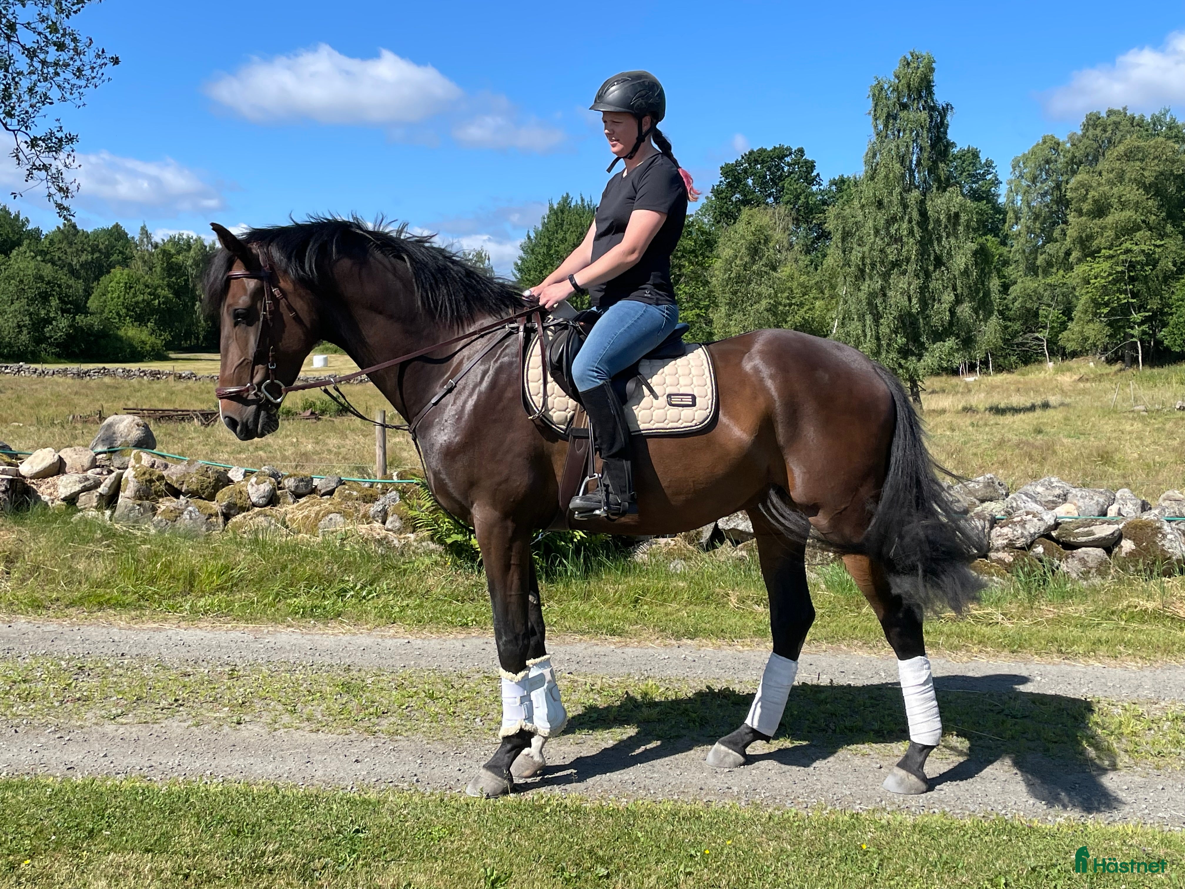 hästar Högrest valack i Linderöd - Annons 22