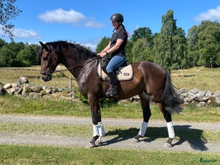 hästar Högrest valack i Linderöd - Annons 16