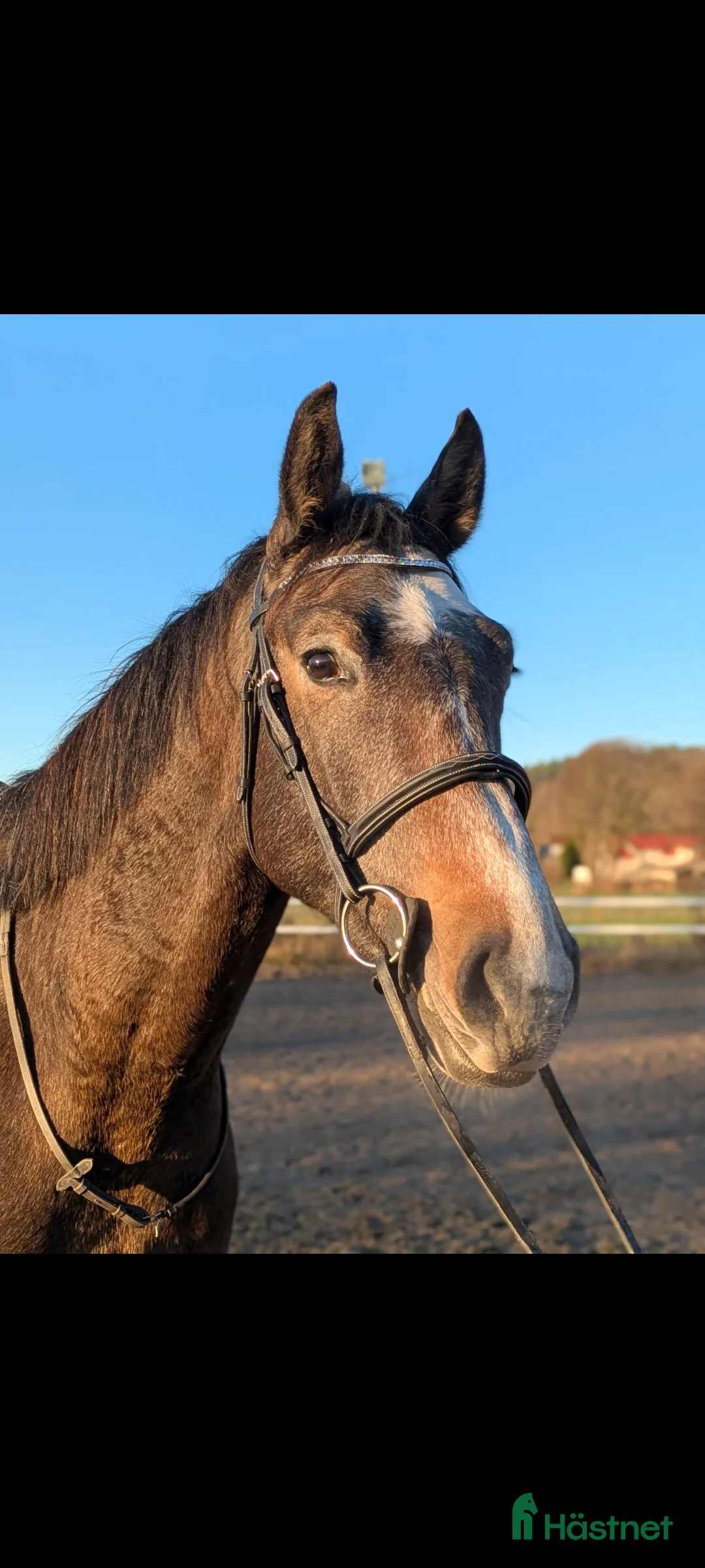 Hoppning hästar till salu: Framtidslöfte - Annons 1