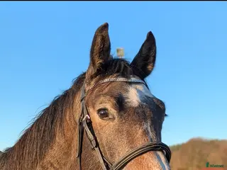 hästar Framtidslöfte - Annons 1