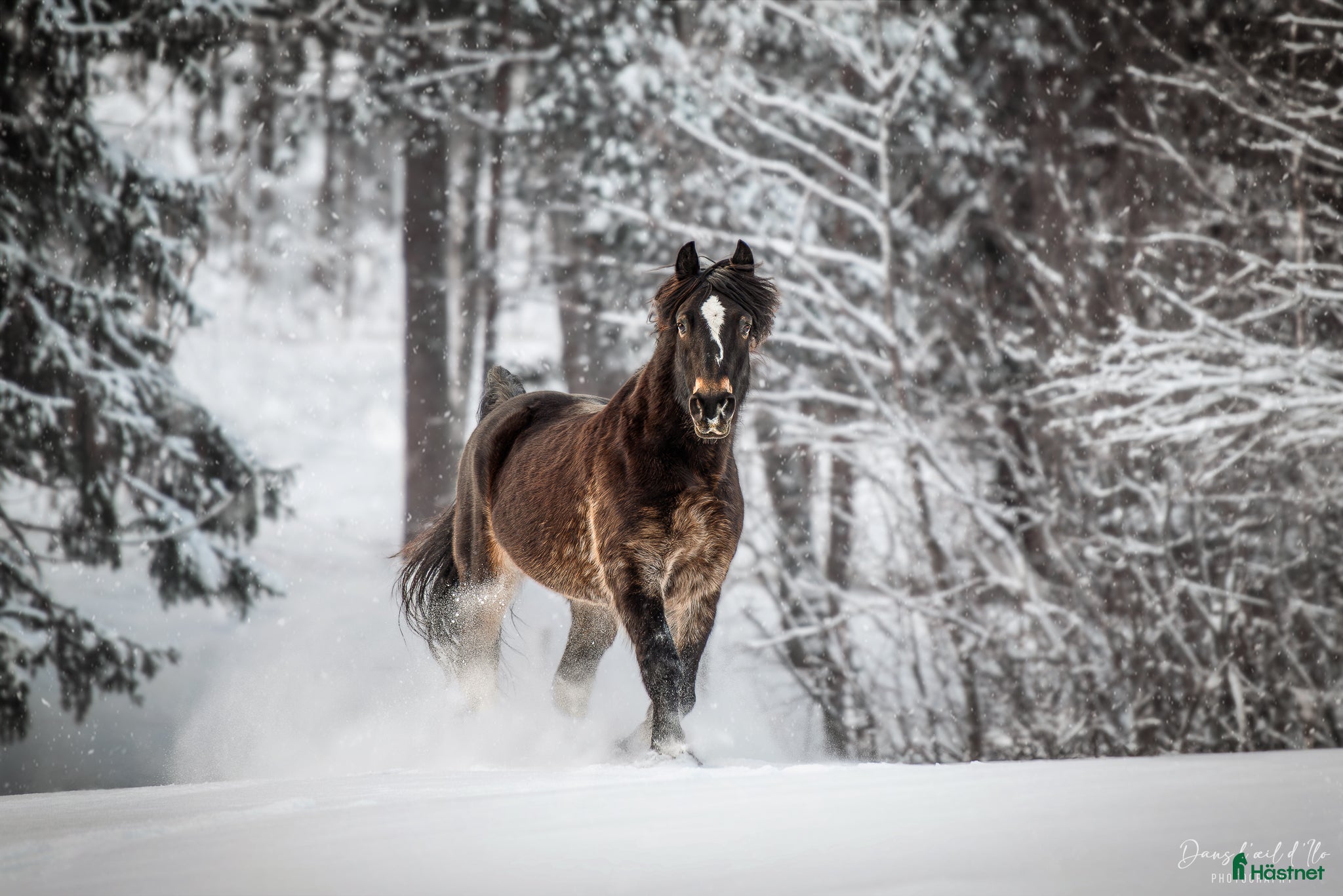  foderhäst Kallblodstravare finnes för foder - Annons 2