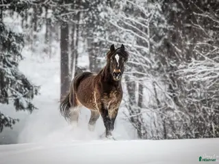 foderhäst Kallblodstravare finnes för foder - Annons 2