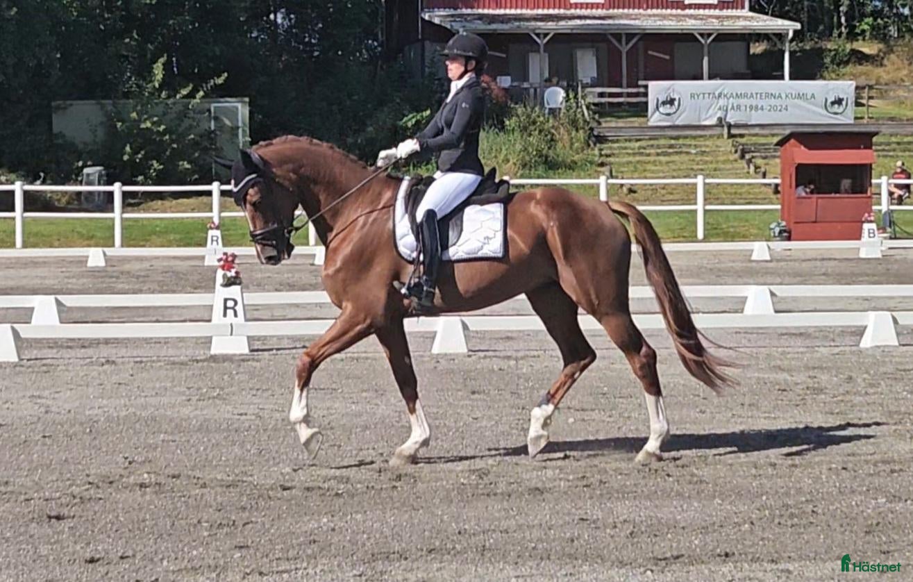  hästar Elegant dressyrsto - Annons 2
