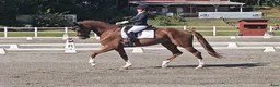 Dressyr hästar till salu: Elegant dressyrsto - Annons 2