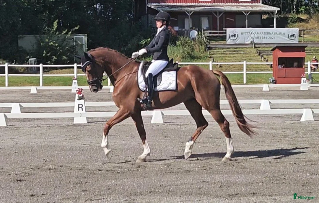 Dressyr hästar till salu: Elegant dressyrsto - Annons 2