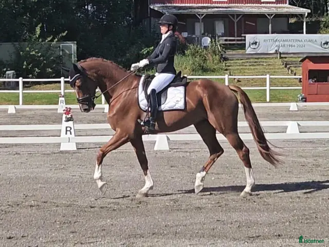 hästar till salu: Elegant dressyrsto - Annons 2