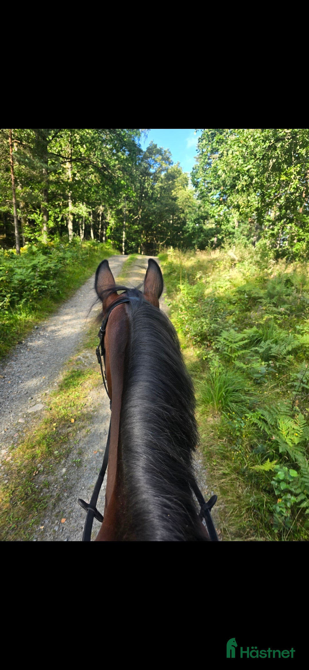 Allround hästar till salu: Fodervärd sökes!  i Björketorp - Annons 2
