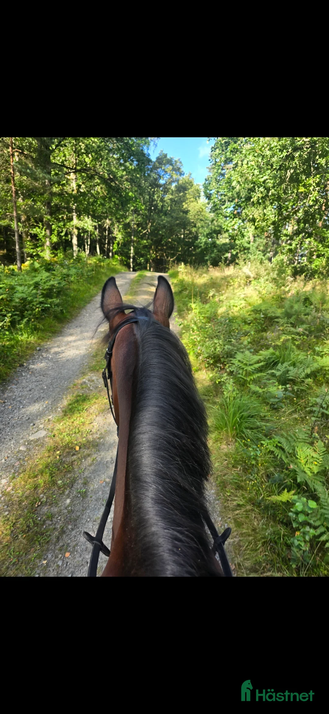 Allround hästar till salu: Fodervärd sökes!  i Björketorp - Annons 2