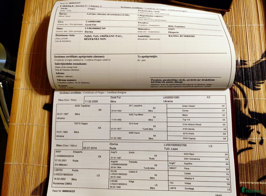 Hoppning hästar till salu: Young Horses - Annons 6