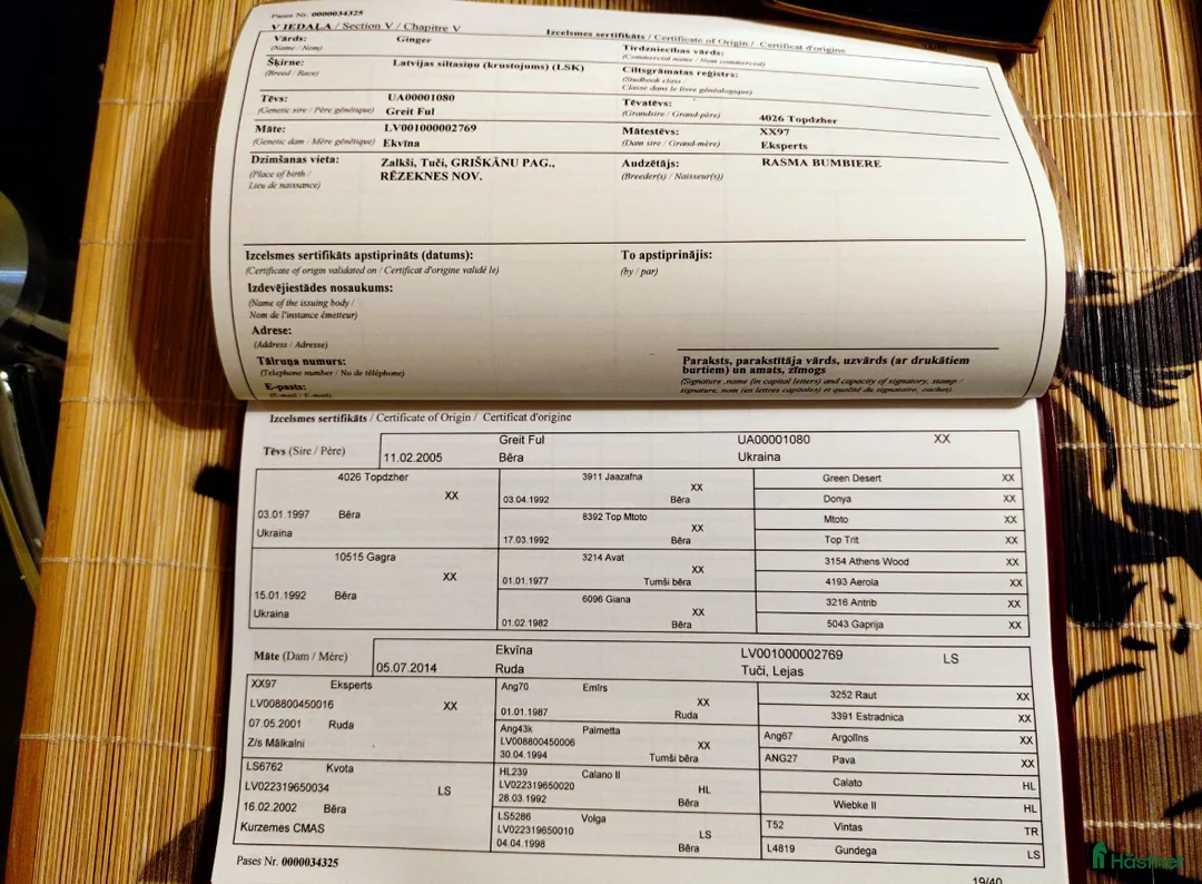 Hoppning hästar till salu: Young Horses - Annons 6