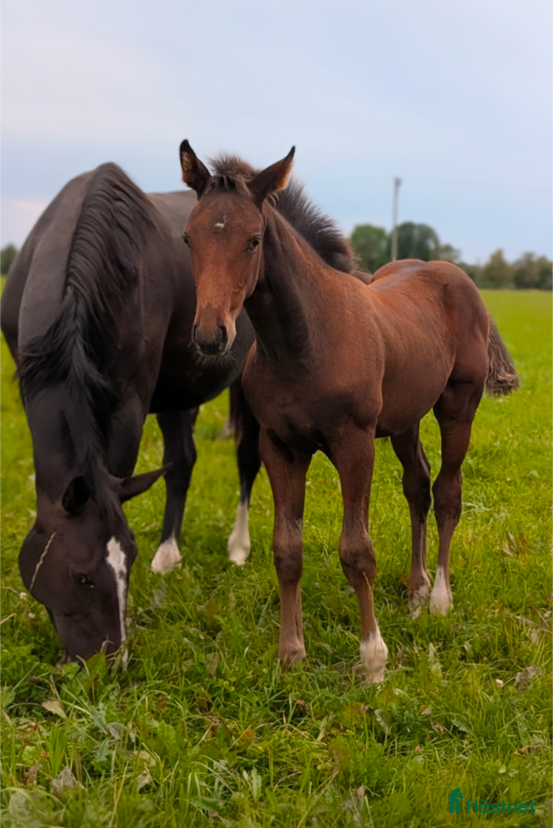 Hoppning hästar till salu: Lyxig julklapp i Falköping - Annons 4