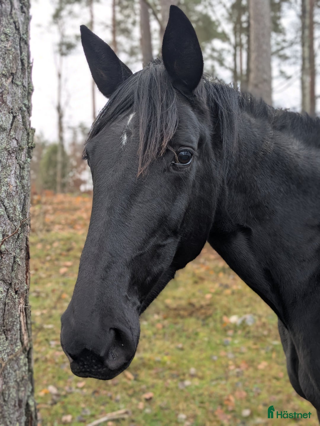 Allround hästar till salu: Varmblodigt rid och körhäst i Killeberg - Annons 2