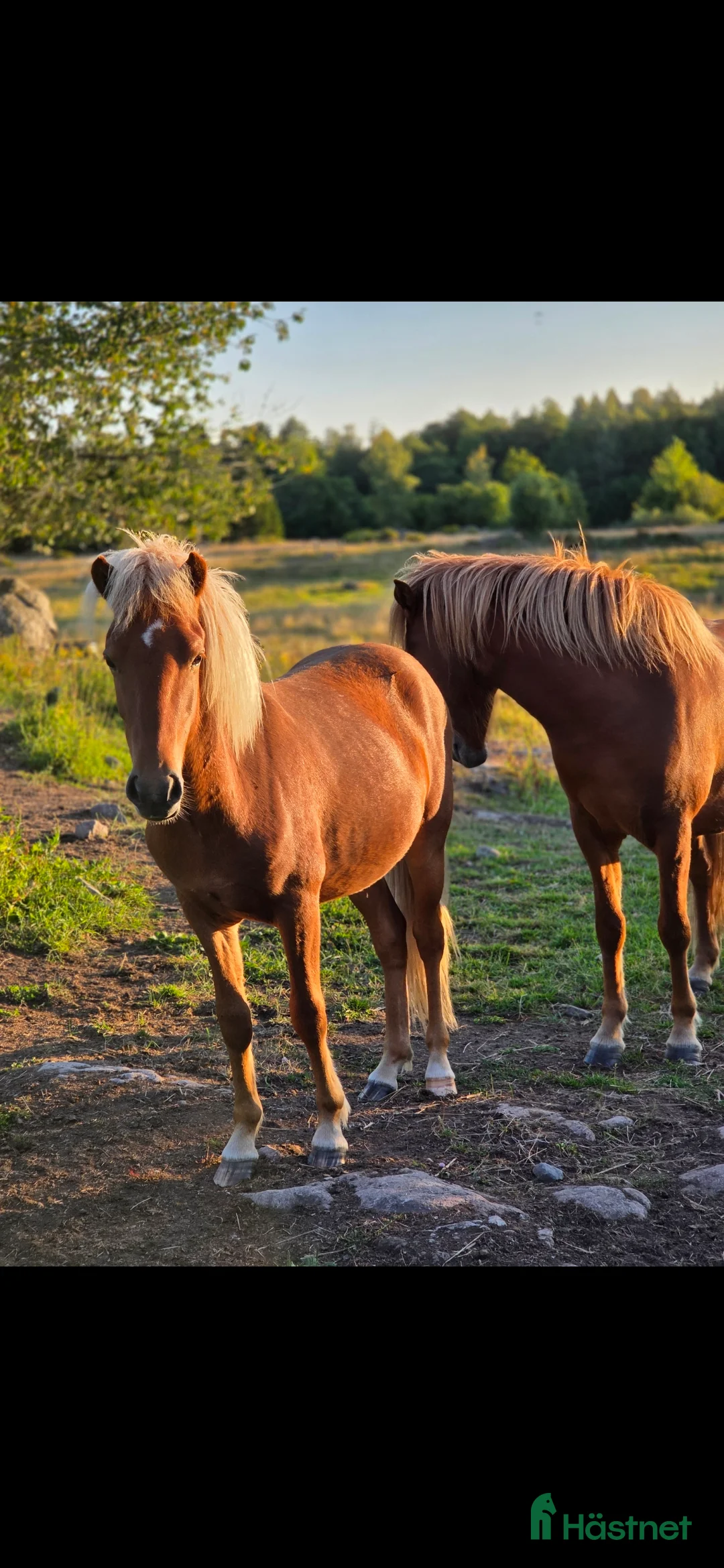 Island hästar till salu: Snäll kille i Ankarsrum - Annons 2