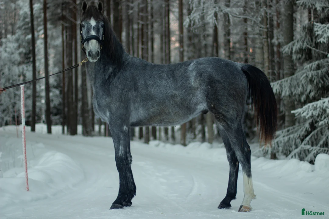 Hoppning hästar till salu: 2 åring för framtiden  - Annons 2