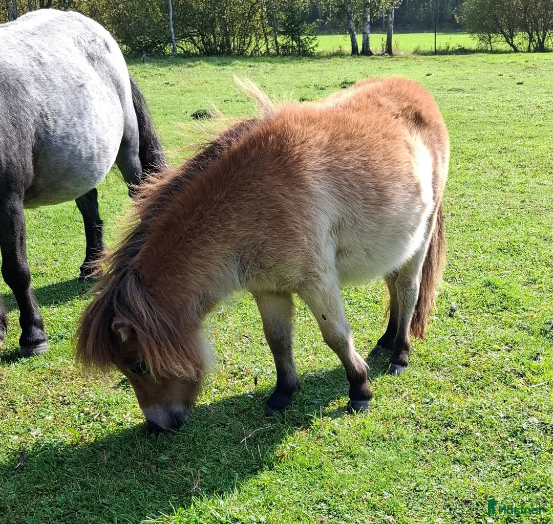 Allround hästar till salu: Minst i Sverige? 2 års sto  - Annons 2